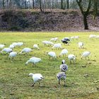 Schneegänse - aufgenommen am 15.3.2018