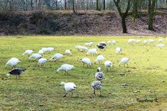 Schneegänse - aufgenommen am 15.3.2018