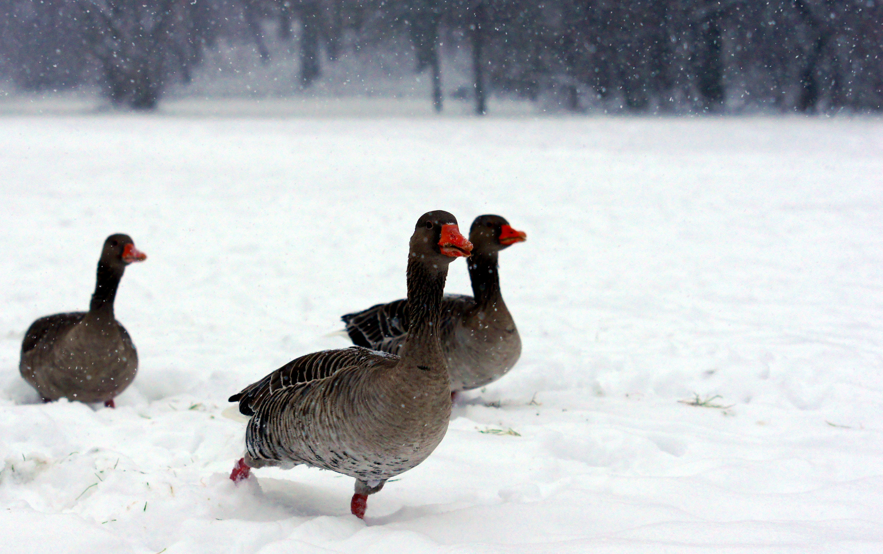 Schneegänse?