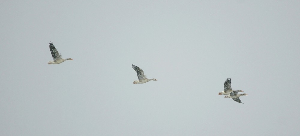 Schneegänse im Blindflug