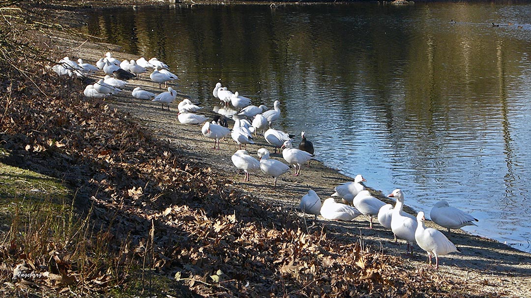 Schneegänse Neusser Neubürger aus der Arktis