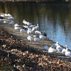 Schneegänse Neusser Neubürger aus der Arktis