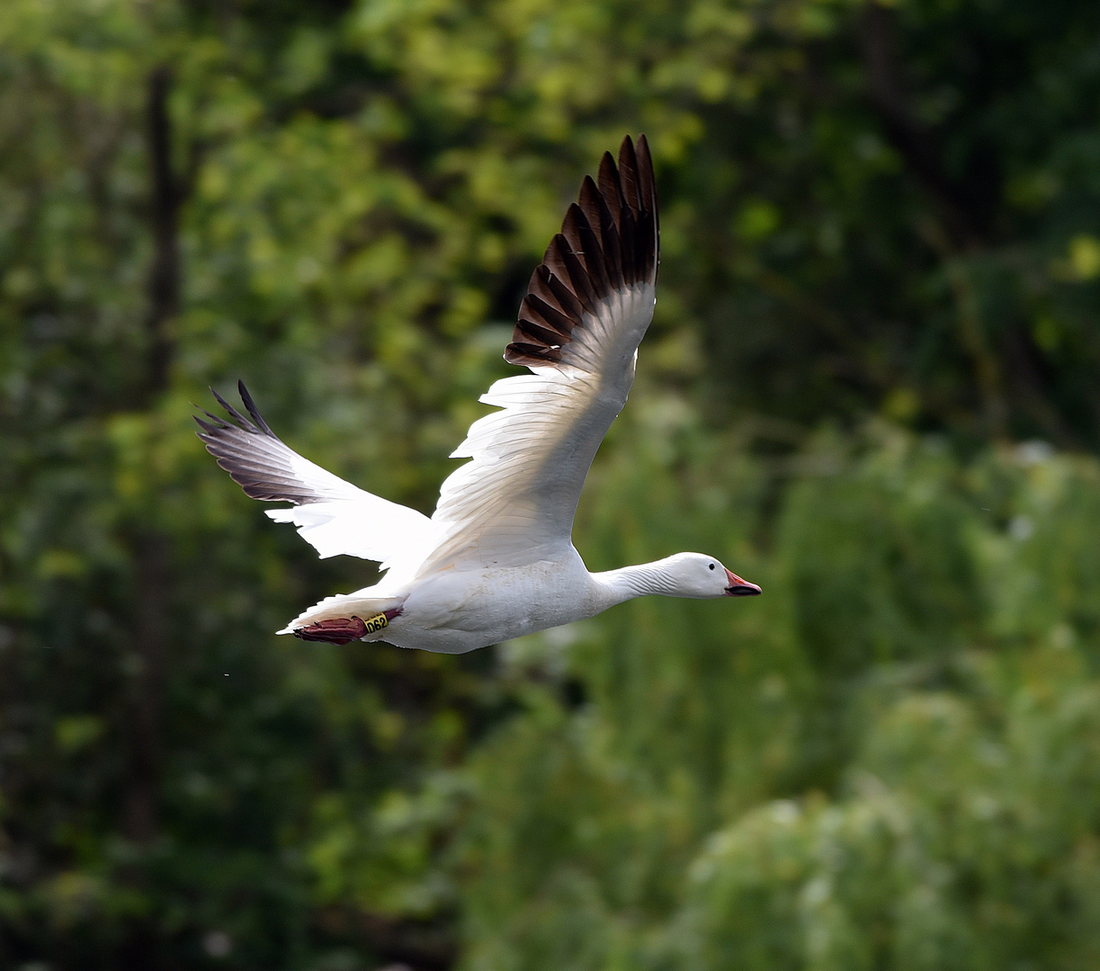 Schneegans (Anser caerulescens)