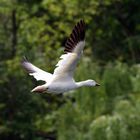 Schneegans (Anser caerulescens)