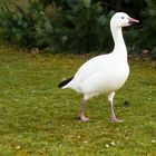 Schneegans im Tier- und Vogelpark