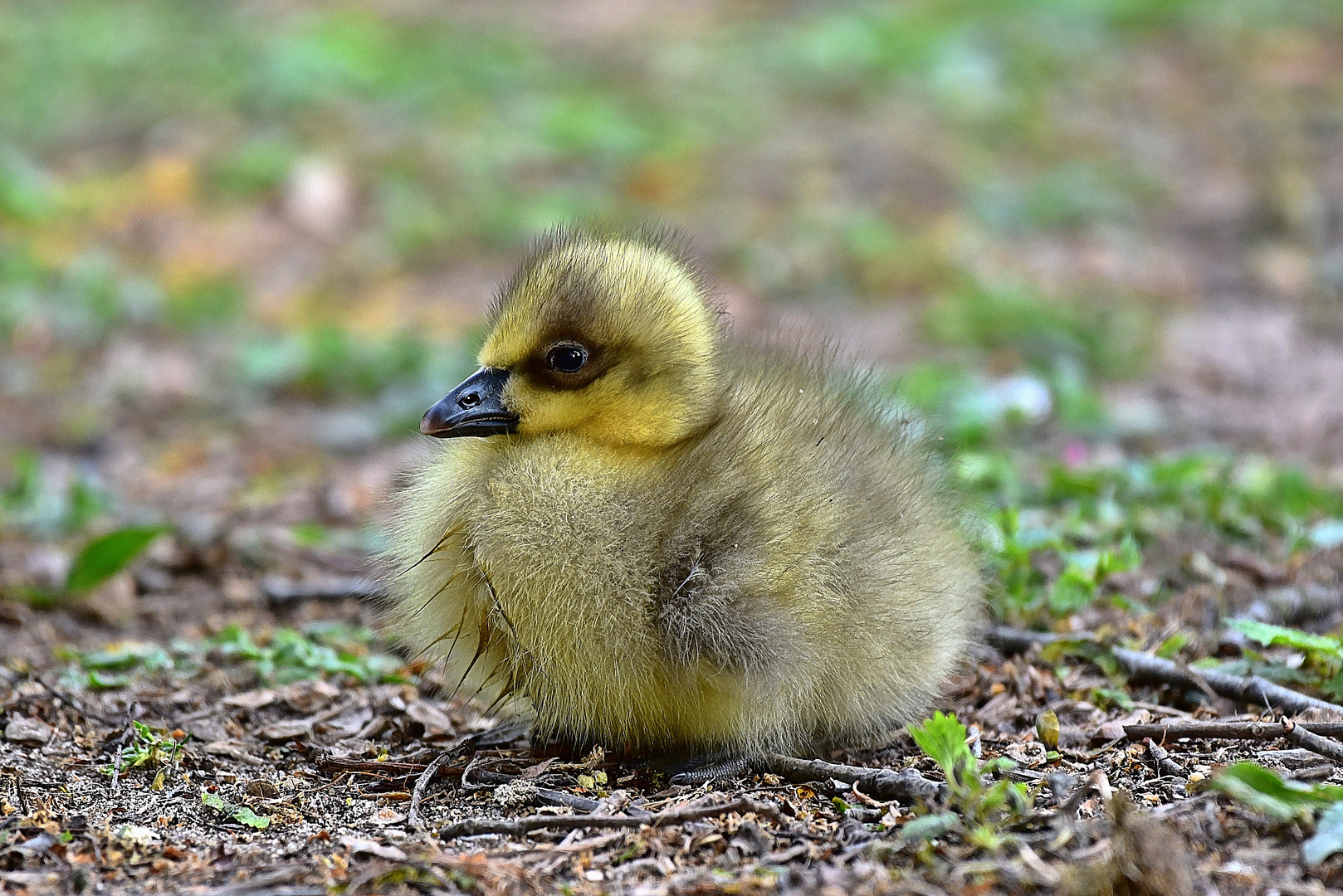  Schneegans Küken (Anser caerulescens) 