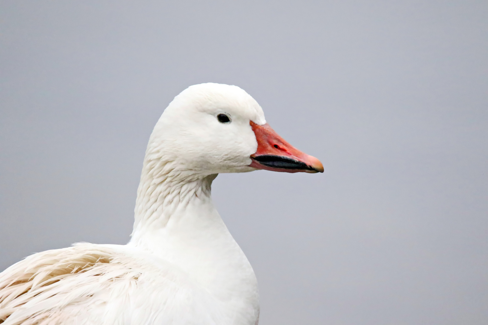 Schneegans-Portrait