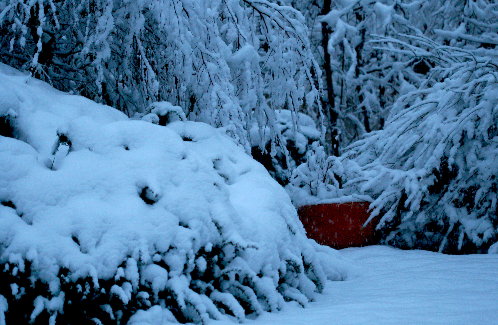 Schneegebeugt 