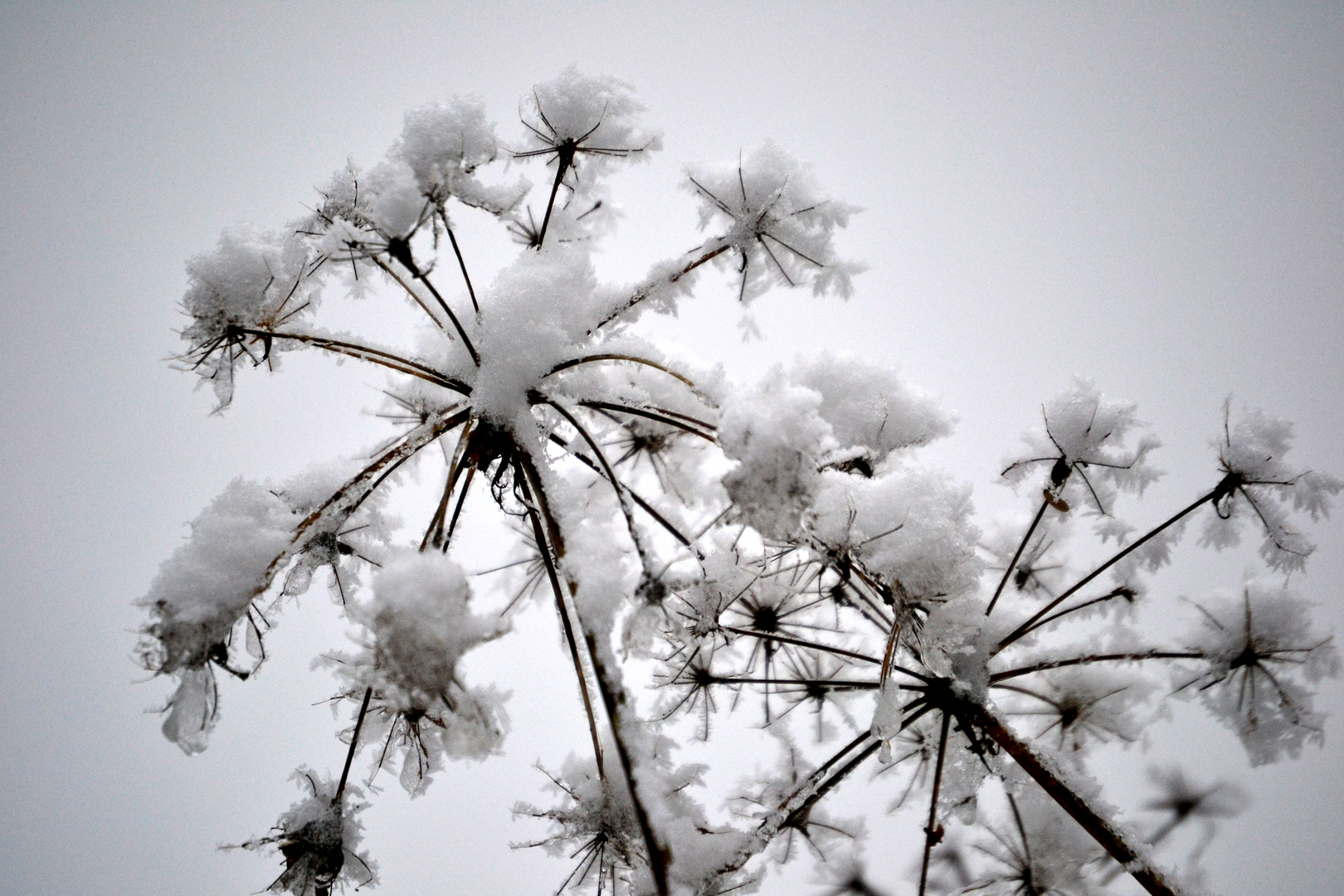 Schneegebilde - 2. Dezember 2012