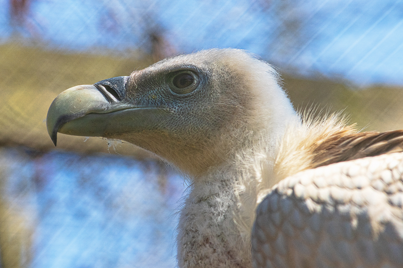Schneegeier 20042101 Foto & Bild tiere, zoo, wildpark & falknerei