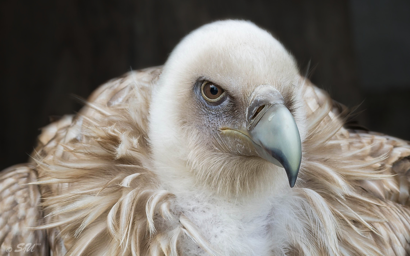 Schneegeier Foto & Bild natur, greifvogel, zoo Bilder auf