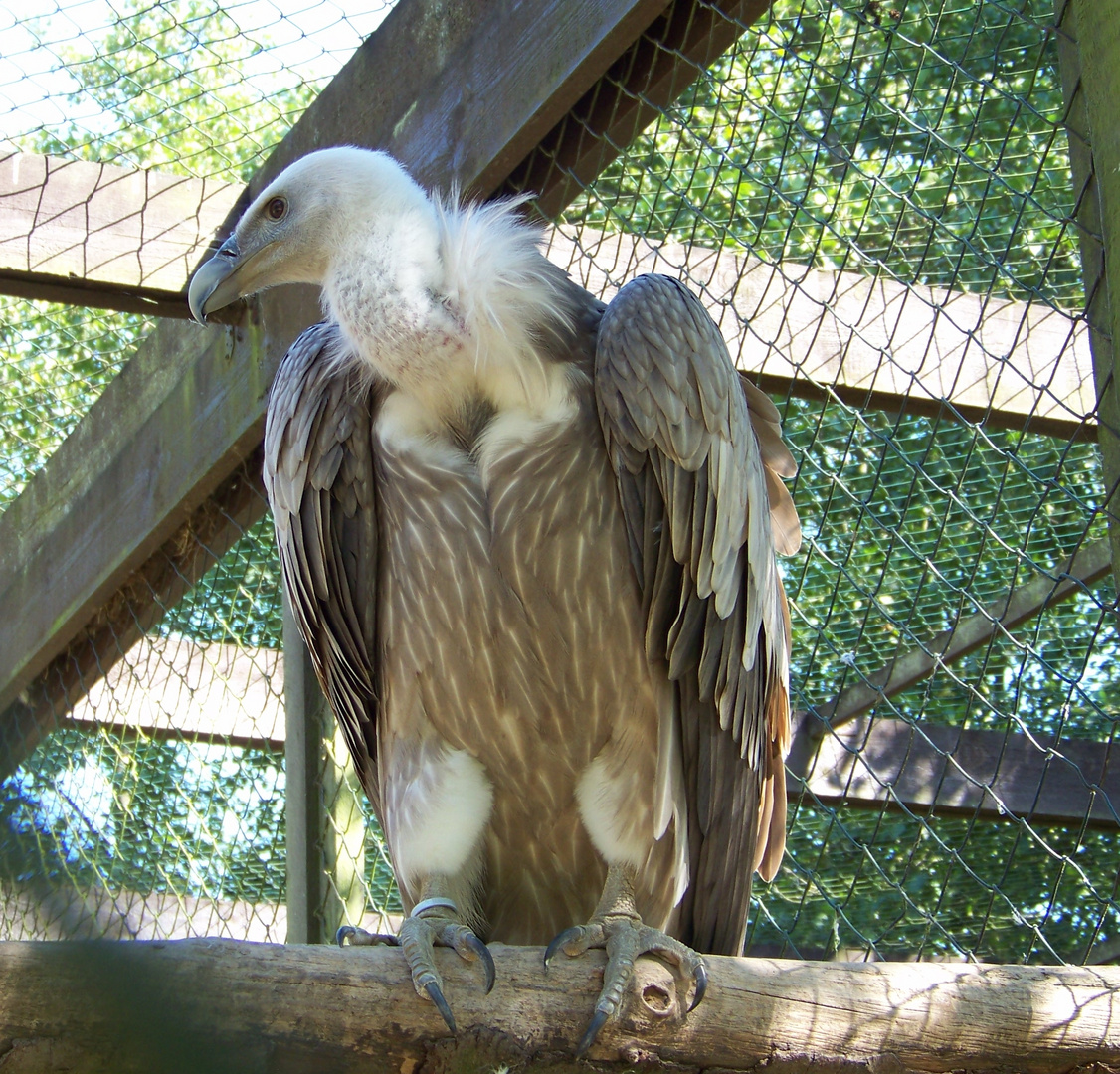 Schneegeier oder Himalayageier (Gyps himalayensis)