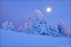 Schneegeister im Mondlicht