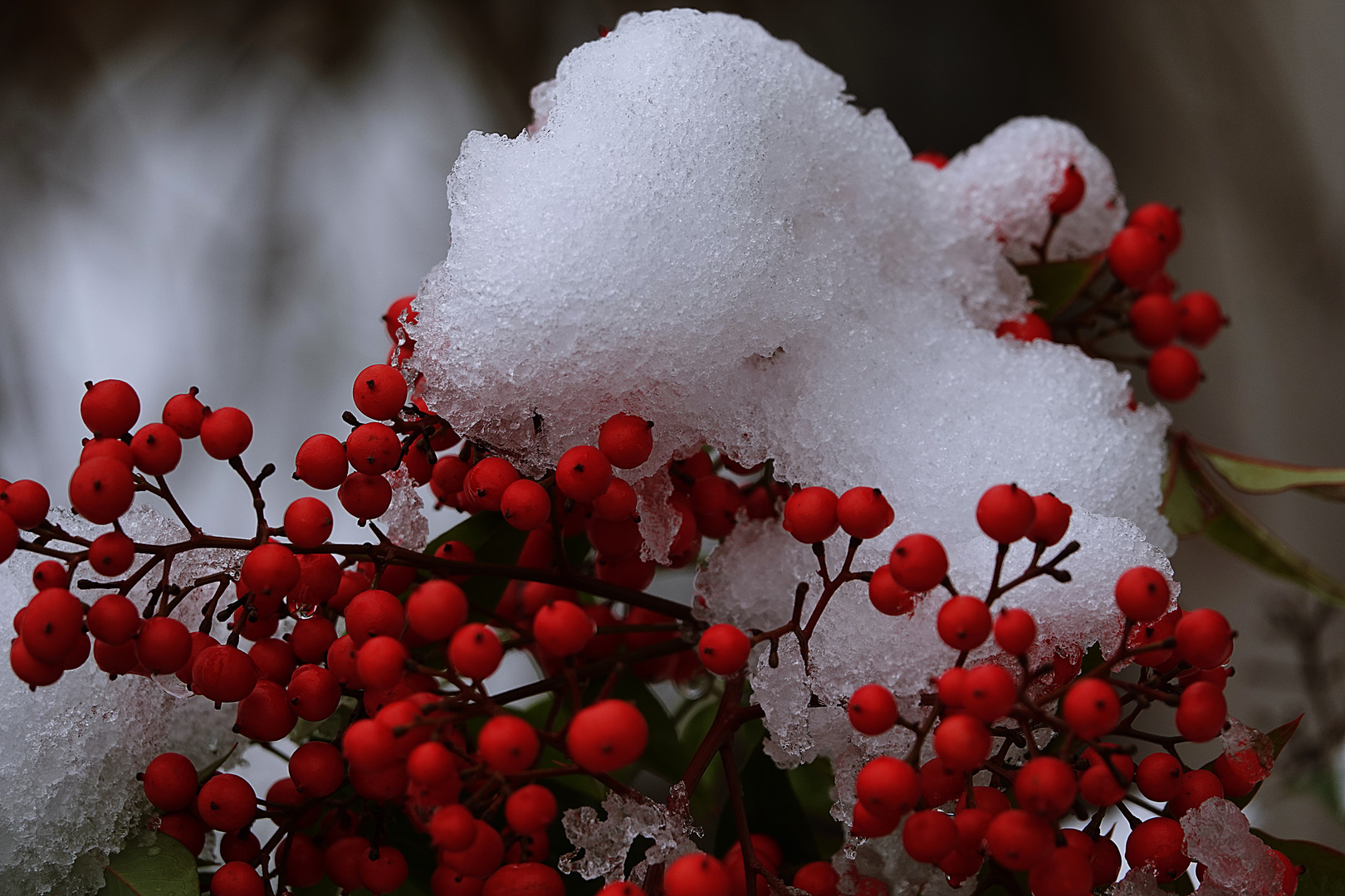 schneegekühlte Beeren