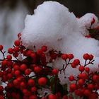 schneegekühlte Beeren