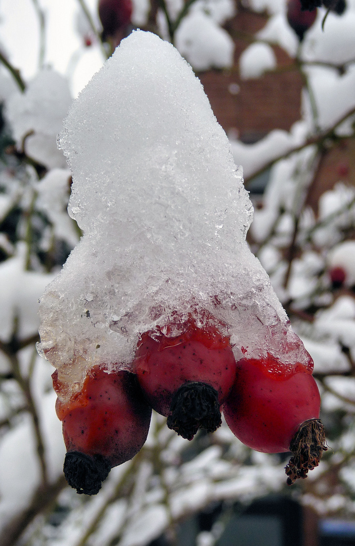 Schneegekühlte Hagebutten