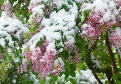 Schneegekühlter Flieder