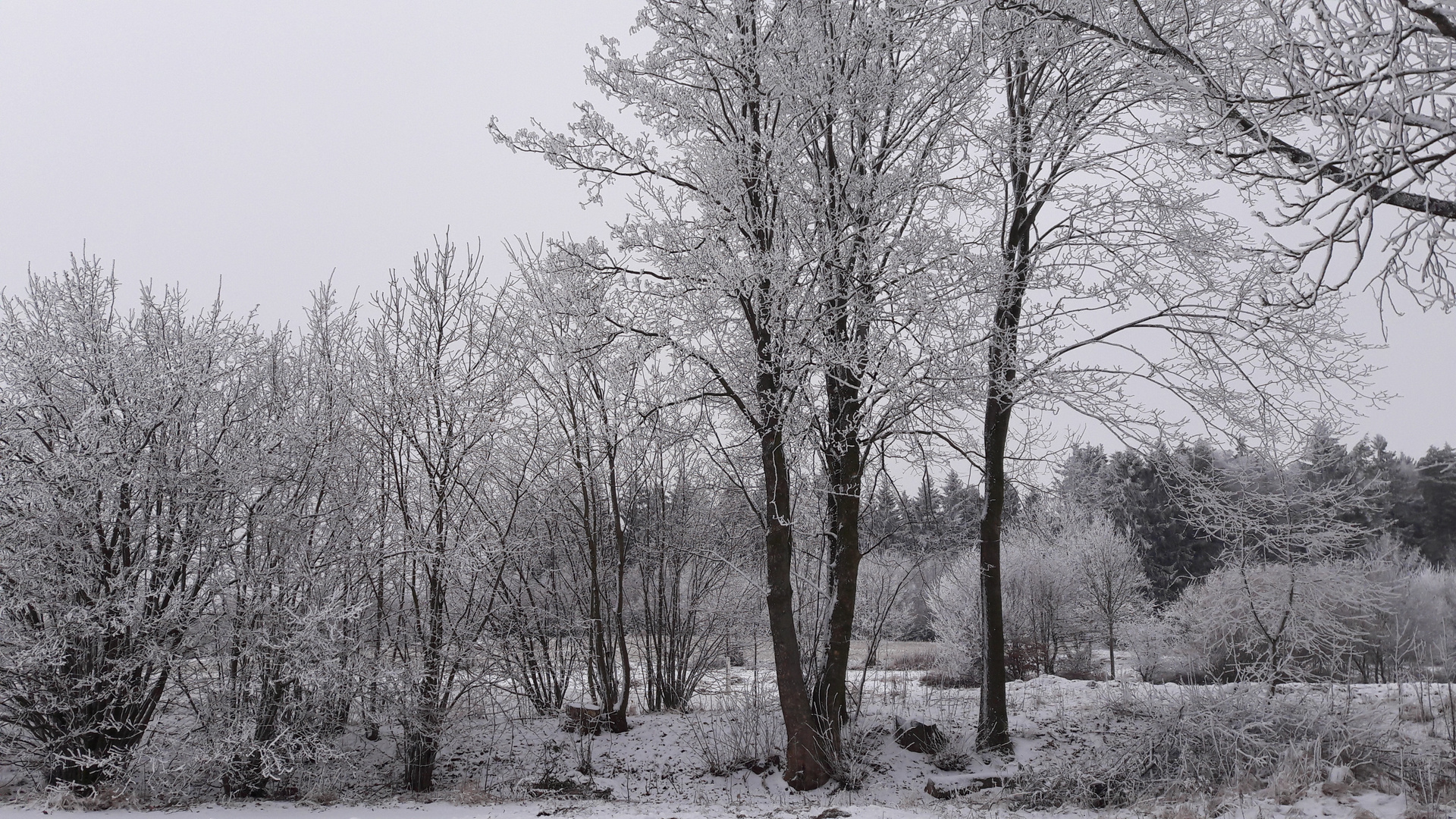 Schneegepudert