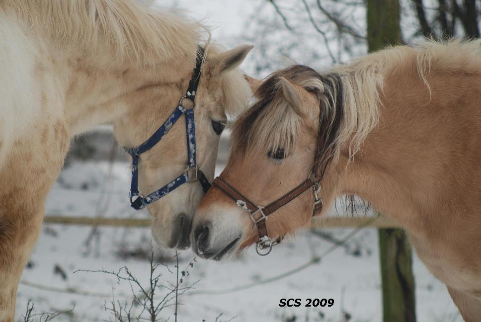 Schneegeschnupper