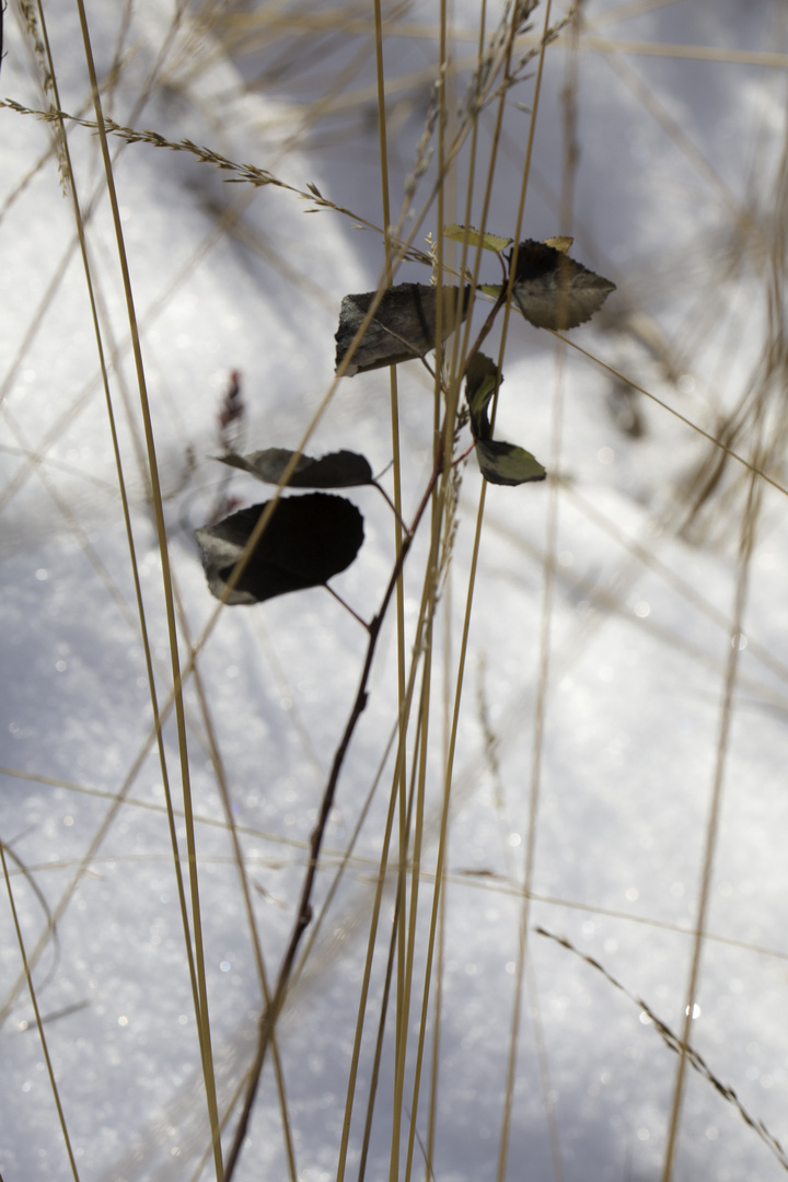 Schneegesteck