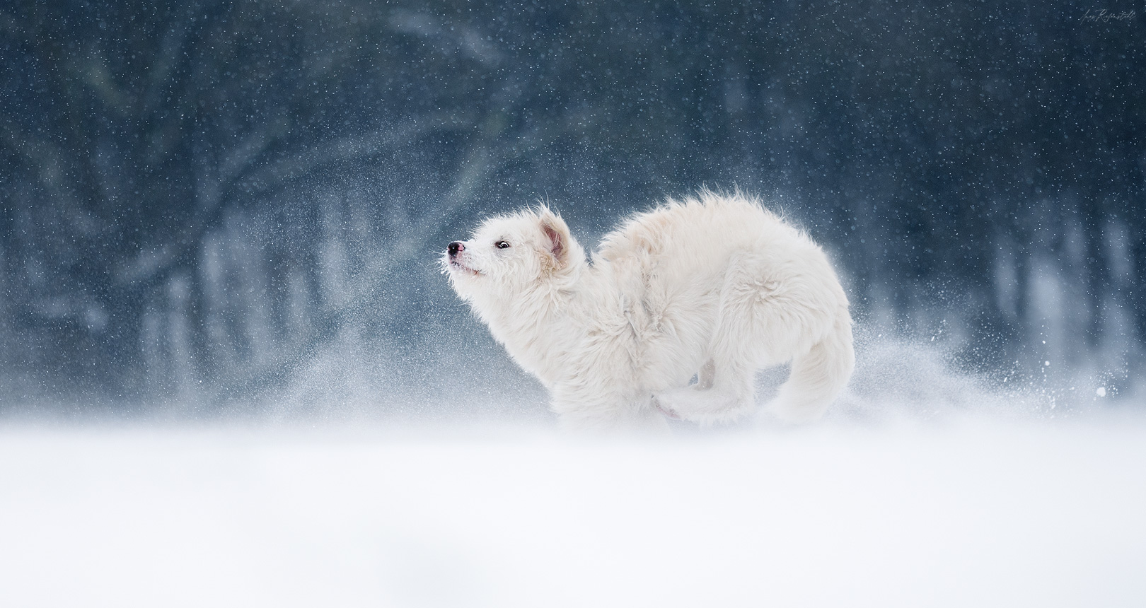 Schneegestöber