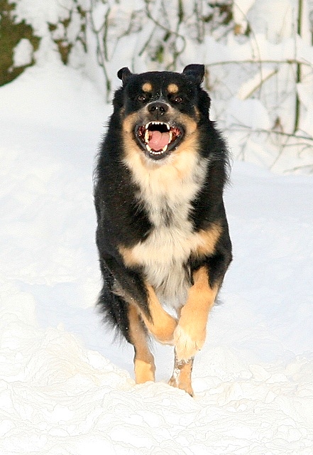 Schneegestöber