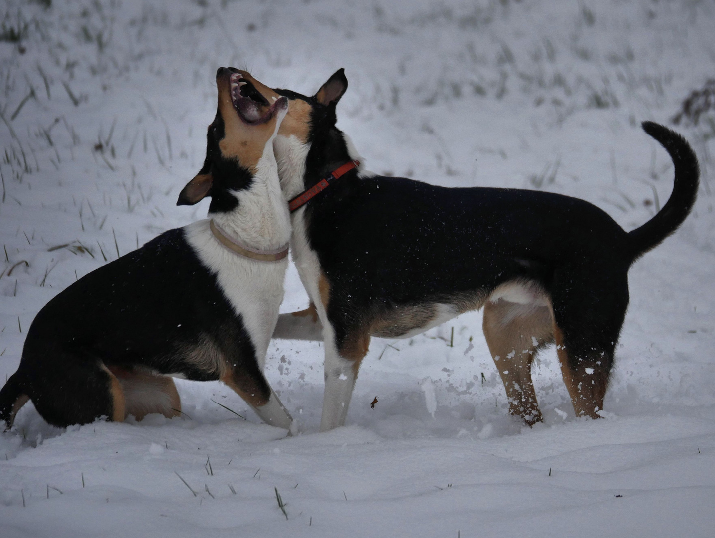 Schneegestöber