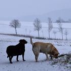 Schneegestöber 