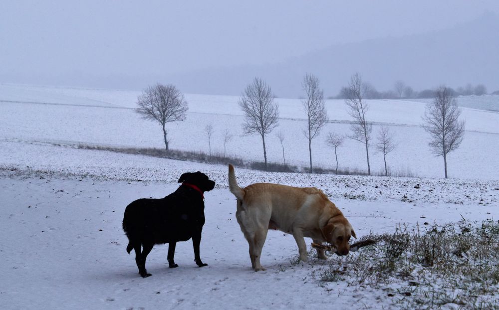 Schneegestöber 