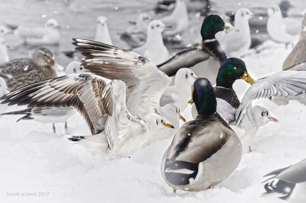 Schneegestöber