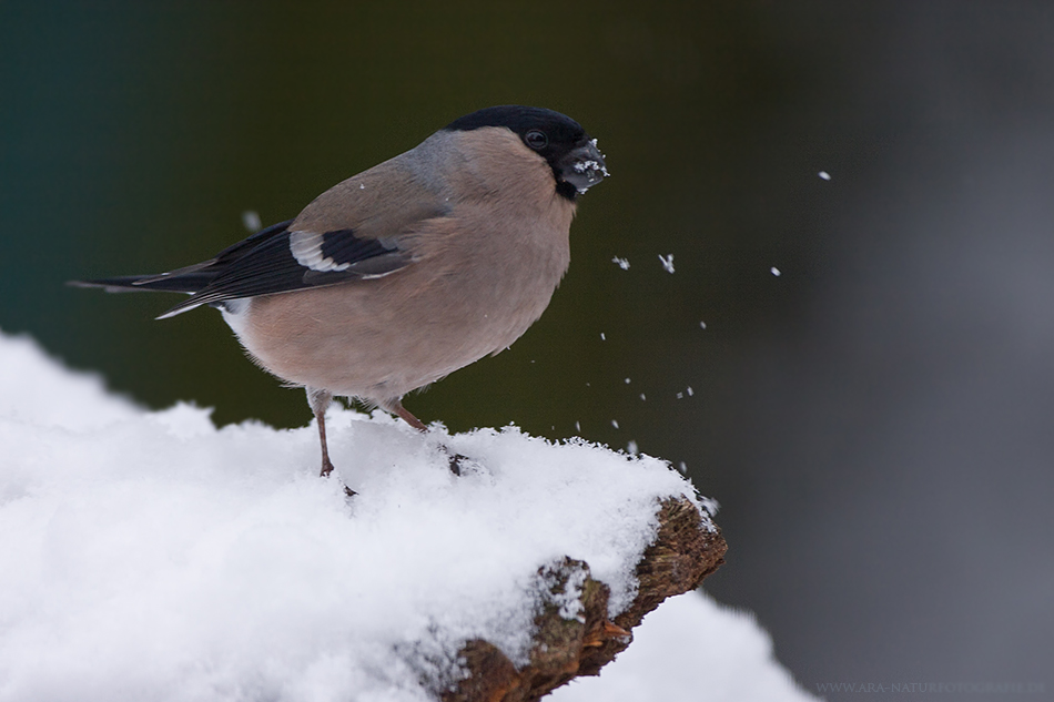 Schneegestöber