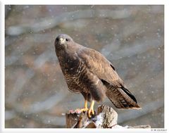 - Schneegestöber am Luderplatz Mäusebussard - ( Buteo buteo )