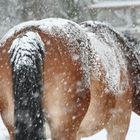 Schneegestöber