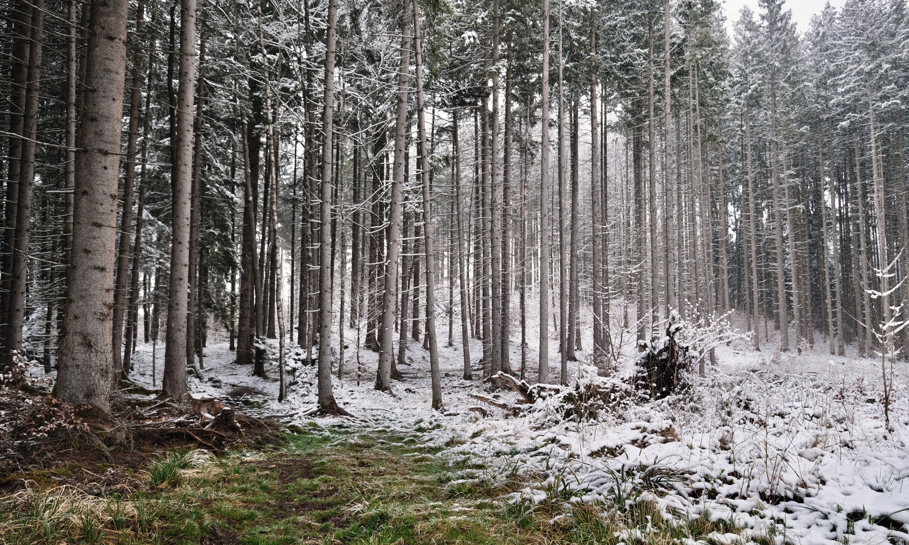 Schneegestöber im Frühling