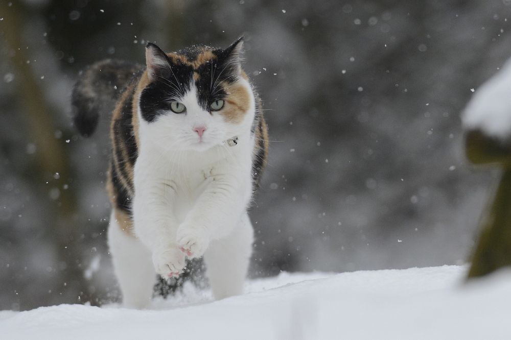 "Schneegestöber" oder "Lyra kann rennen"...