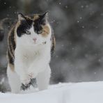 "Schneegestöber" oder "Lyra kann rennen"...