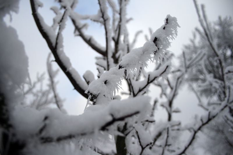 Schneegeweih