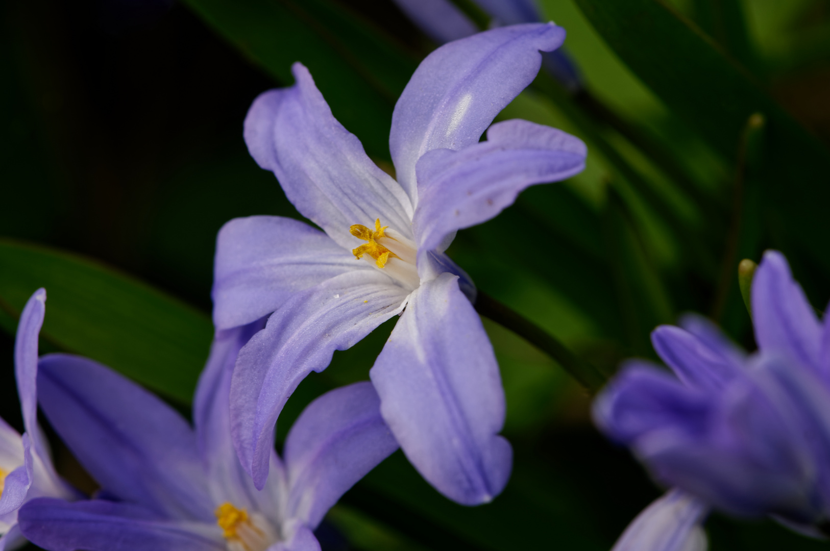 Schneeglanz (Chionodoxa) (2)