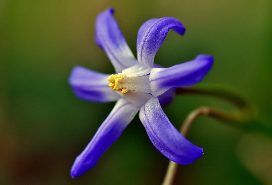 SCHNEEGLANZ (Chionodoxa)