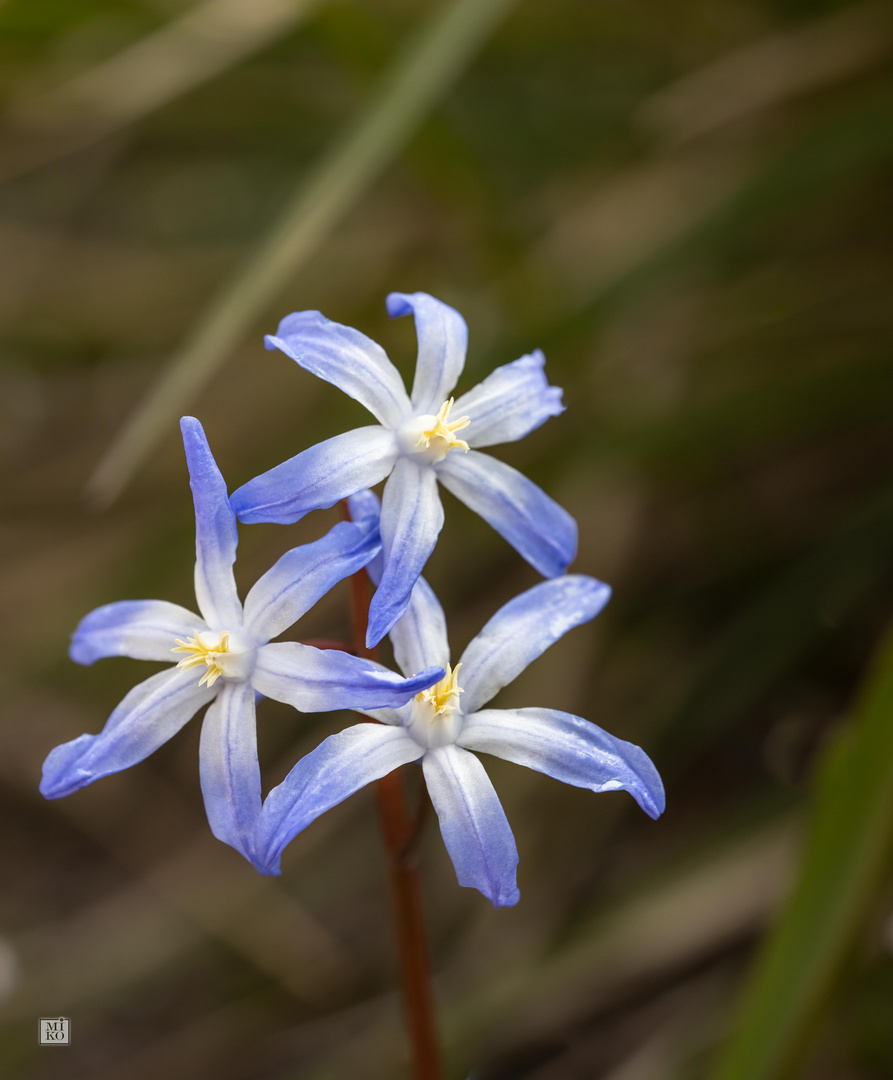 Schneeglanz / Chionodoxa