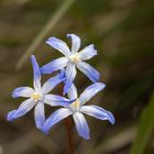 Schneeglanz / Chionodoxa