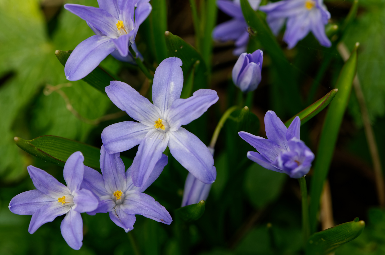 Schneeglanz (Chionodoxa)