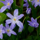 Schneeglanz (Chionodoxa)