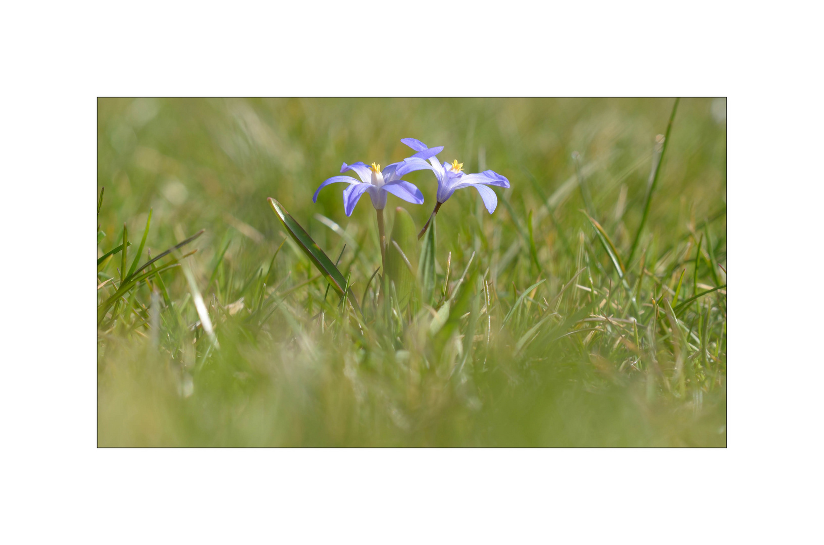 Schneeglanz (Chionodoxa spec.)