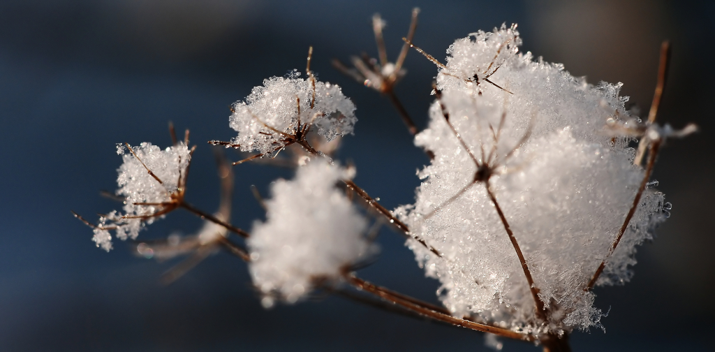 schneeglanz