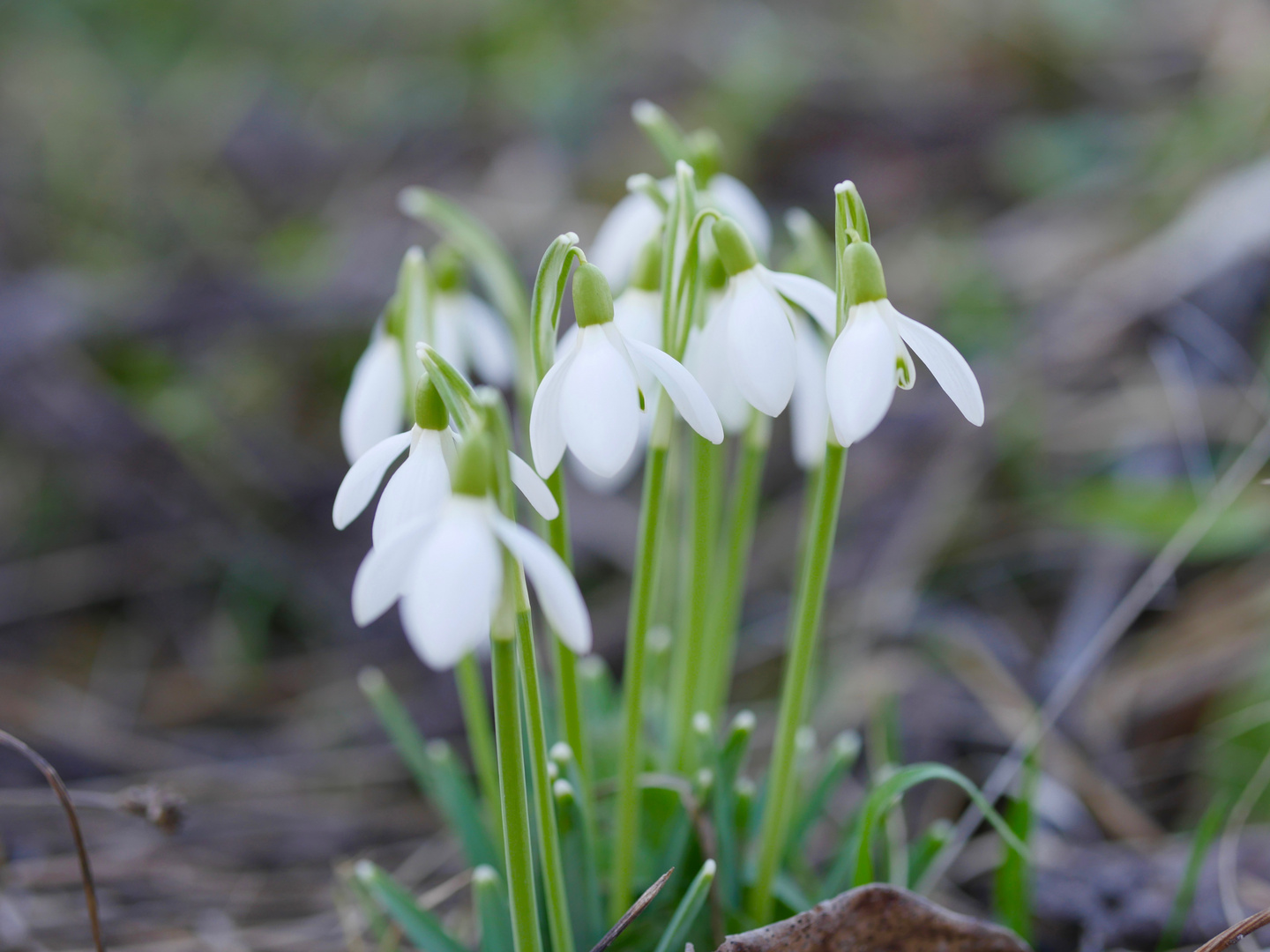 schneeglo?ckchen