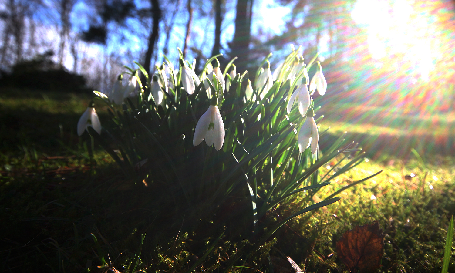 Schneeglocken im Gegenlicht