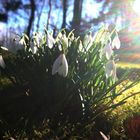 Schneeglocken im Gegenlicht