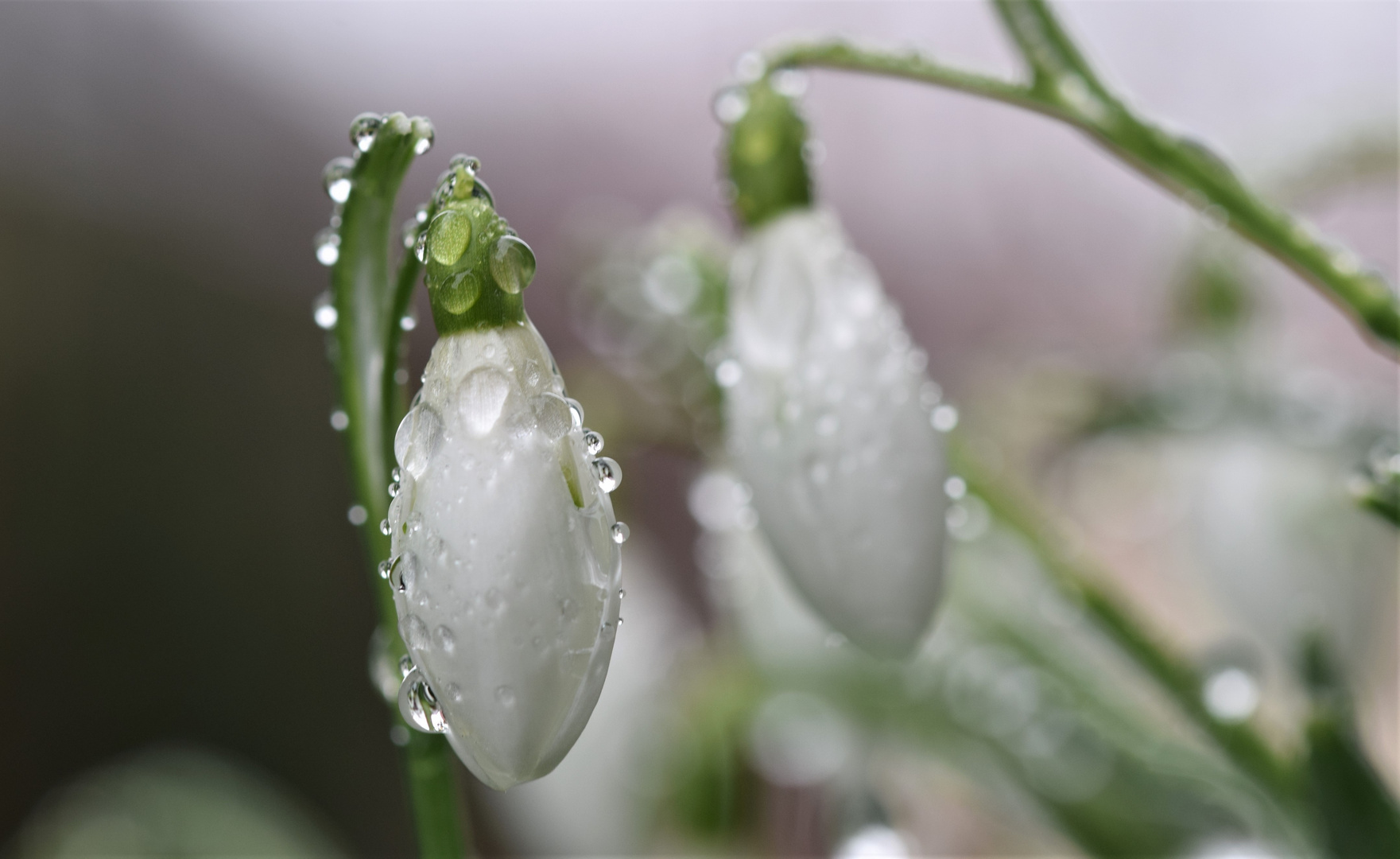 Schneeglocken im Regen