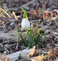 Schneeglöchen in der Haiminger Au